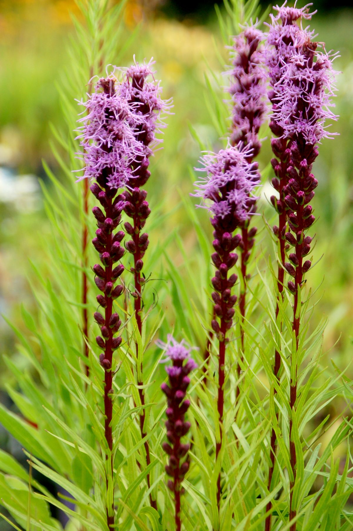 Liatris 'Trailblazer'